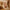 MeowBaby Indoor Baby Schommel Beer Roze met zachte corduroy stof en houten afwerking
